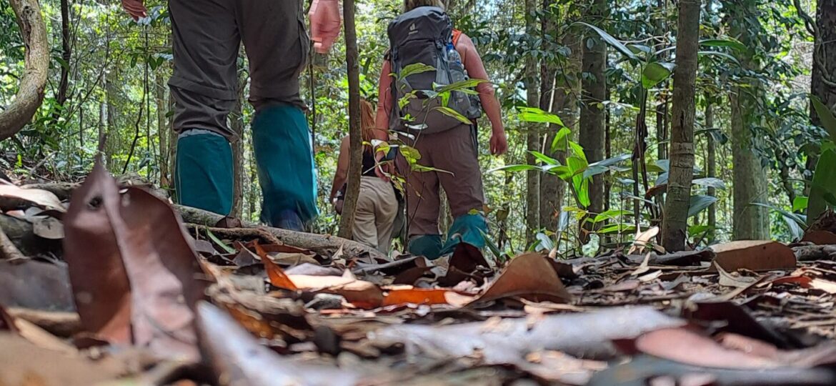 Nature Walks in Sinharaja