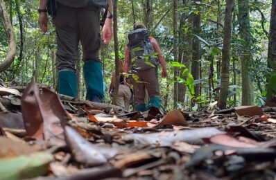 Nature Walks in Sinharaja