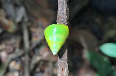 Green Snail - Rainforest Vibe