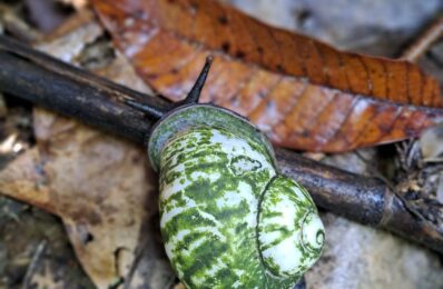 Snail- Rainforest Vibe