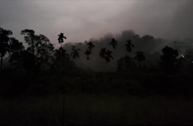 Shilloute- Rainforest Vibe