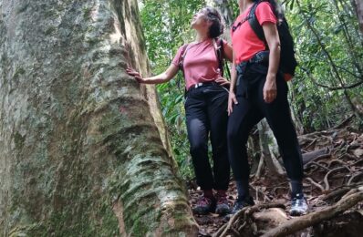 Largest-Tree-in-Sinharaja - Rainforest Vibe