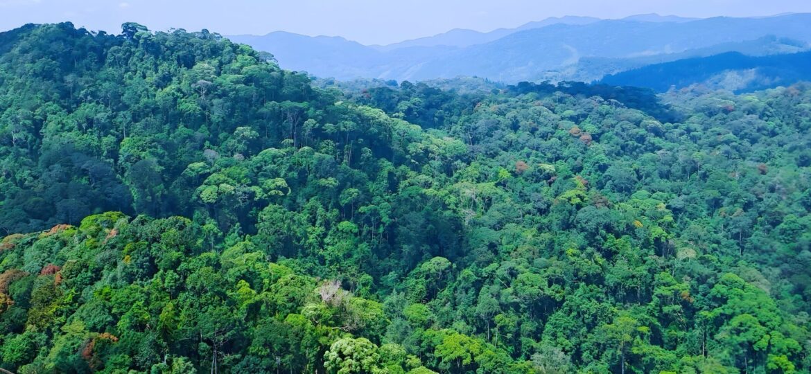Sinharaja Rainforest Sri Lanka from Lion Rock