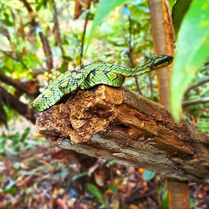 viper-scaled