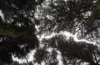 Sinharaja Rainforest Canopy