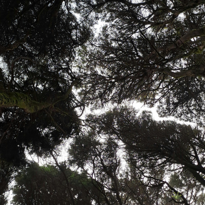 Sinharaja Rainforest Canopy