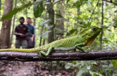 Hump-nosed lizard, Sinharaja Rainforest Sri Lanka