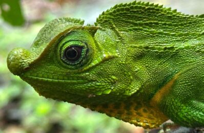 Green Lizard